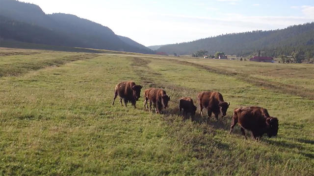 bison-on-ted-turner-property-1920.jpg 