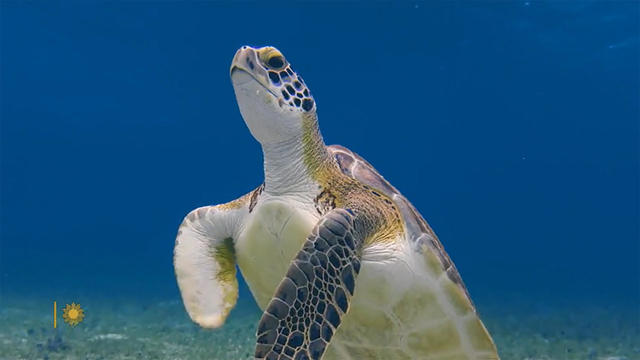 nature-turtles-1920.jpg 
